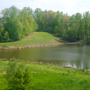 Pence Pond 1