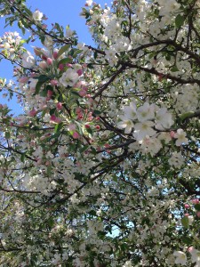 tree in bloom