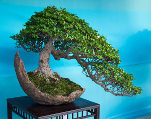 Bonsai tree 1