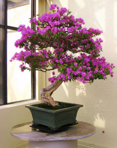 Bonsai tree 2