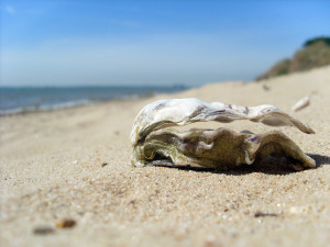 oyster shell