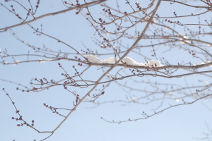 buds ready to bloom2