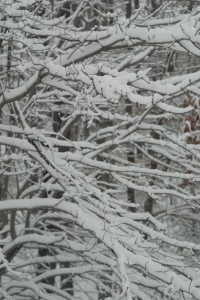 snow covered tree