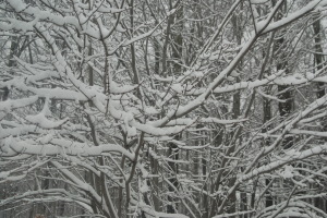 snow covered tree1