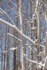 snow on branches