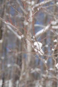 tree buds close up