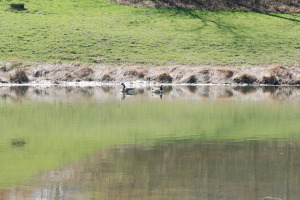 pence pond geese