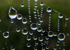 Dew On Web