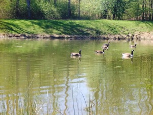 geese