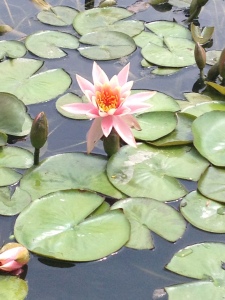 pink flower lily pad