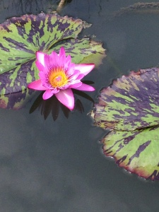 purple flower lily pad